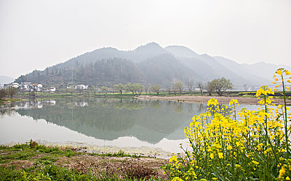 水蜜桃传煤：果农直播带货遇物流难题,水蜜桃搭煤车引热议-2